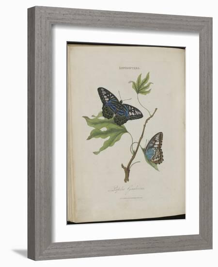 Album Donovan : an epitome of the natural history of insects in China-Edward Donovan-Framed Giclee Print