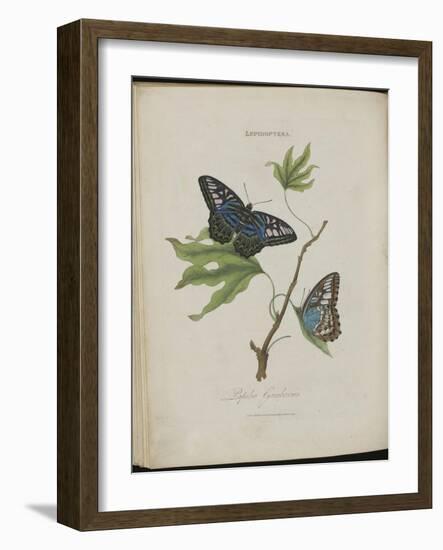 Album Donovan : an epitome of the natural history of insects in China-Edward Donovan-Framed Giclee Print