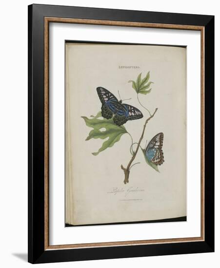 Album Donovan : an epitome of the natural history of insects in China-Edward Donovan-Framed Giclee Print