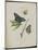 Album Donovan : an epitome of the natural history of insects in China-Edward Donovan-Mounted Giclee Print