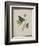 Album Donovan : an epitome of the natural history of insects in China-Edward Donovan-Framed Giclee Print