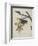 Album Donovan : an epitome of the natural history of insects in China-Edward Donovan-Framed Giclee Print