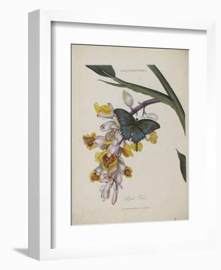 Album Donovan : an epitome of the natural history of insects in China-Edward Donovan-Framed Giclee Print