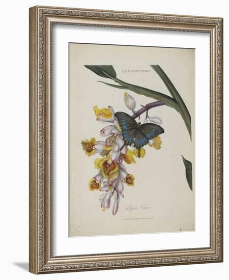 Album Donovan : an epitome of the natural history of insects in China-Edward Donovan-Framed Giclee Print