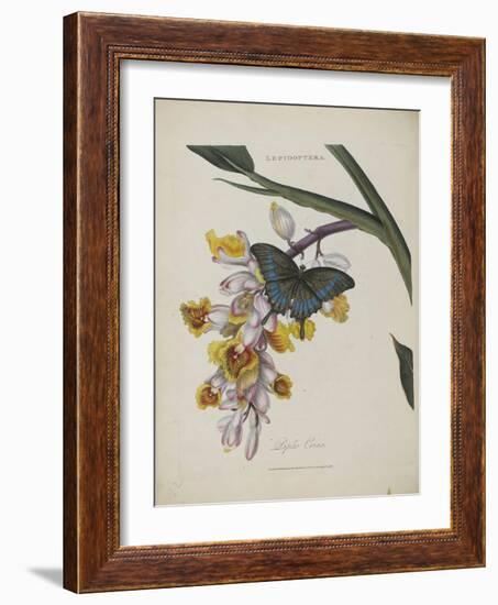 Album Donovan : an epitome of the natural history of insects in China-Edward Donovan-Framed Giclee Print