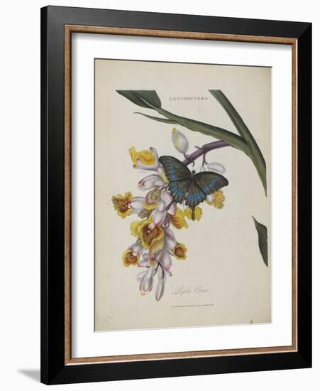 Album Donovan : an epitome of the natural history of insects in China-Edward Donovan-Framed Giclee Print