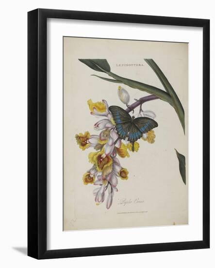 Album Donovan : an epitome of the natural history of insects in China-Edward Donovan-Framed Giclee Print