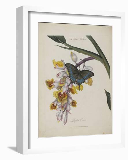 Album Donovan : an epitome of the natural history of insects in China-Edward Donovan-Framed Giclee Print