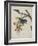 Album Donovan : an epitome of the natural history of insects in China-Edward Donovan-Framed Giclee Print