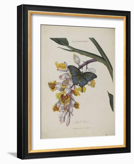 Album Donovan : an epitome of the natural history of insects in China-Edward Donovan-Framed Giclee Print