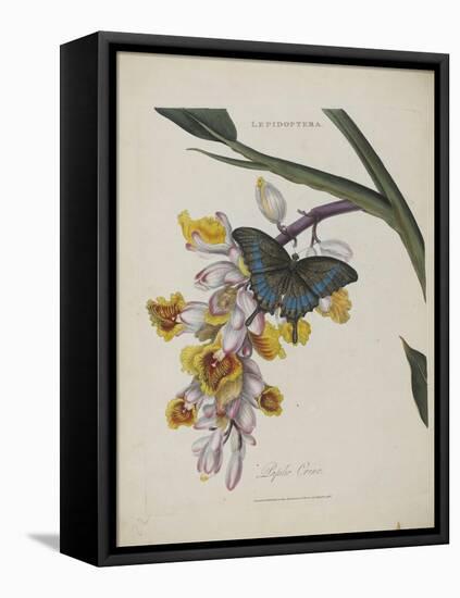 Album Donovan : an epitome of the natural history of insects in China-Edward Donovan-Framed Premier Image Canvas