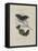 Album Donovan : an epitome of the natural history of insects in China-Edward Donovan-Framed Premier Image Canvas