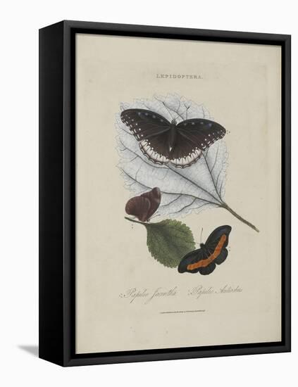 Album Donovan : an epitome of the natural history of insects in China-Edward Donovan-Framed Premier Image Canvas