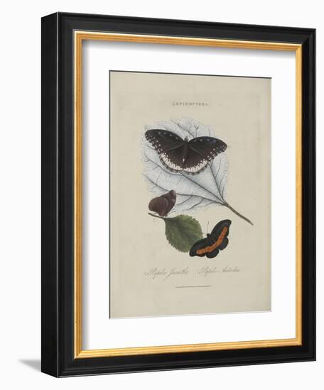 Album Donovan : an epitome of the natural history of insects in China-Edward Donovan-Framed Giclee Print