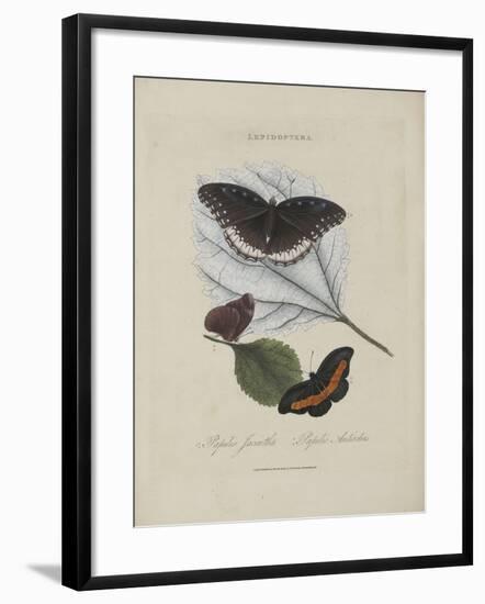 Album Donovan : an epitome of the natural history of insects in China-Edward Donovan-Framed Giclee Print