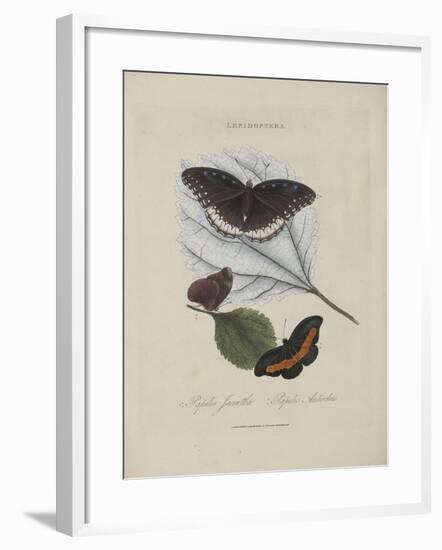 Album Donovan : an epitome of the natural history of insects in China-Edward Donovan-Framed Giclee Print