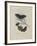 Album Donovan : an epitome of the natural history of insects in China-Edward Donovan-Framed Giclee Print