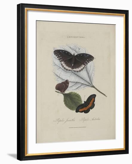 Album Donovan : an epitome of the natural history of insects in China-Edward Donovan-Framed Giclee Print