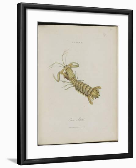 Album Donovan : an epitome of the natural history of insects in China-Edward Donovan-Framed Giclee Print