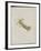 Album Donovan : an epitome of the natural history of insects in China-Edward Donovan-Framed Giclee Print