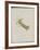 Album Donovan : an epitome of the natural history of insects in China-Edward Donovan-Framed Giclee Print