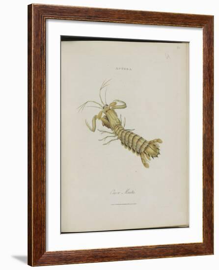 Album Donovan : an epitome of the natural history of insects in China-Edward Donovan-Framed Giclee Print