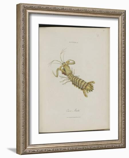 Album Donovan : an epitome of the natural history of insects in China-Edward Donovan-Framed Giclee Print