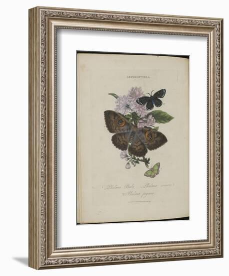 Album Donovan : an epitome of the natural history of insects in China-Edward Donovan-Framed Giclee Print