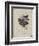 Album Donovan : an epitome of the natural history of insects in China-Edward Donovan-Framed Giclee Print