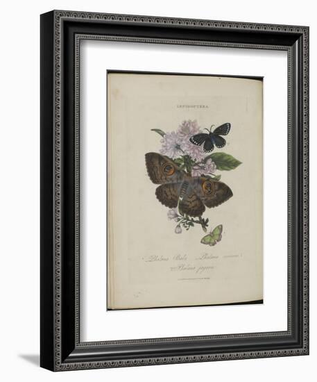 Album Donovan : an epitome of the natural history of insects in China-Edward Donovan-Framed Giclee Print