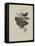 Album Donovan : an epitome of the natural history of insects in China-Edward Donovan-Framed Premier Image Canvas