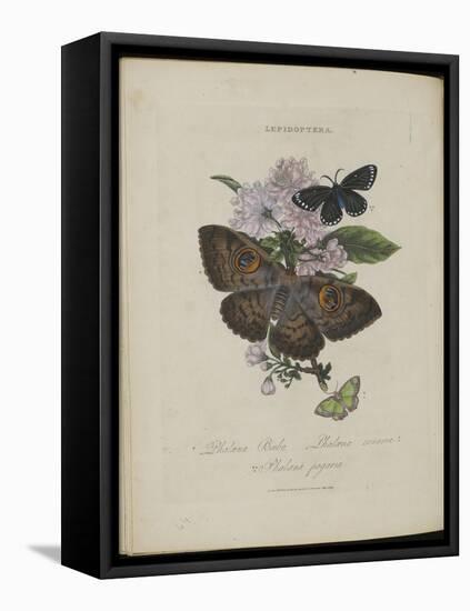 Album Donovan : an epitome of the natural history of insects in China-Edward Donovan-Framed Premier Image Canvas