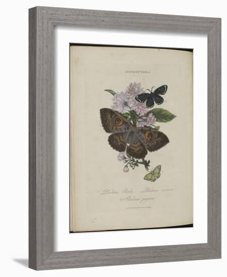 Album Donovan : an epitome of the natural history of insects in China-Edward Donovan-Framed Giclee Print