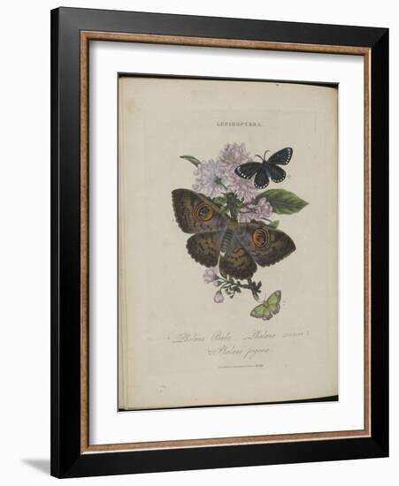 Album Donovan : an epitome of the natural history of insects in China-Edward Donovan-Framed Giclee Print