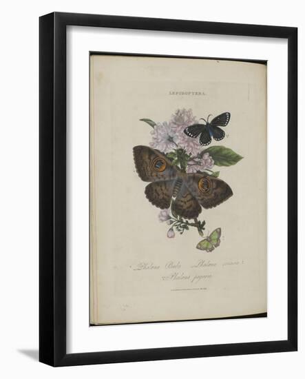 Album Donovan : an epitome of the natural history of insects in China-Edward Donovan-Framed Giclee Print