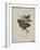 Album Donovan : an epitome of the natural history of insects in China-Edward Donovan-Framed Giclee Print