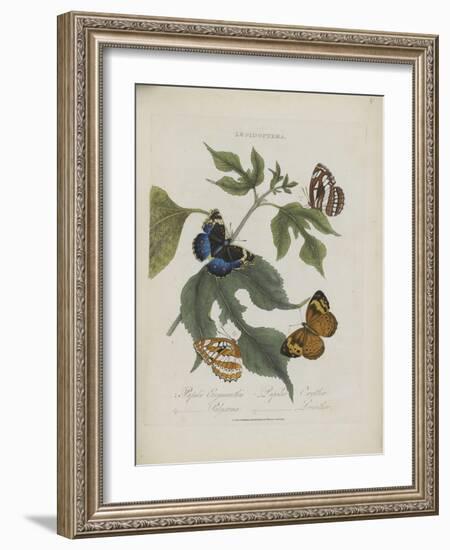 Album Donovan : an epitome of the natural history of insects in China-Edward Donovan-Framed Giclee Print