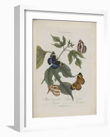 Album Donovan : an epitome of the natural history of insects in China-Edward Donovan-Framed Giclee Print