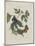 Album Donovan : an epitome of the natural history of insects in China-Edward Donovan-Mounted Giclee Print