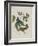 Album Donovan : an epitome of the natural history of insects in China-Edward Donovan-Framed Giclee Print