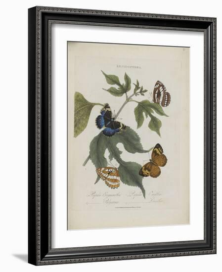 Album Donovan : an epitome of the natural history of insects in China-Edward Donovan-Framed Giclee Print