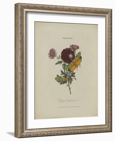 Album Donovan : an epitome of the natural history of insects in China-Edward Donovan-Framed Giclee Print