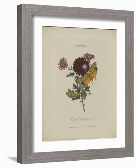 Album Donovan : an epitome of the natural history of insects in China-Edward Donovan-Framed Giclee Print