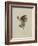 Album Donovan : an epitome of the natural history of insects in China-Edward Donovan-Framed Giclee Print