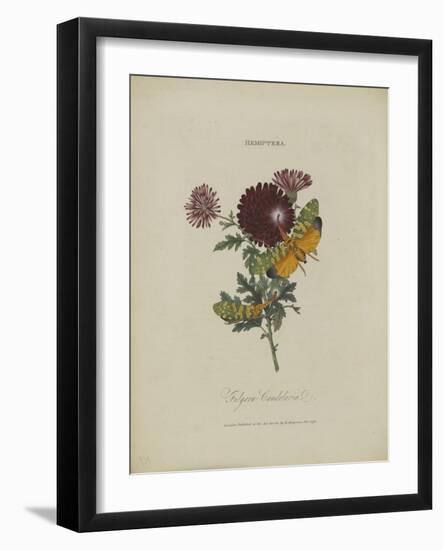 Album Donovan : an epitome of the natural history of insects in China-Edward Donovan-Framed Giclee Print