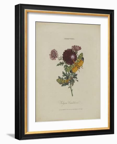 Album Donovan : an epitome of the natural history of insects in China-Edward Donovan-Framed Giclee Print