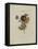 Album Donovan : an epitome of the natural history of insects in China-Edward Donovan-Framed Premier Image Canvas