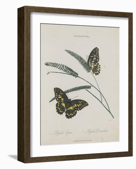 Album Donovan : an epitome of the natural history of insects in China-Edward Donovan-Framed Giclee Print