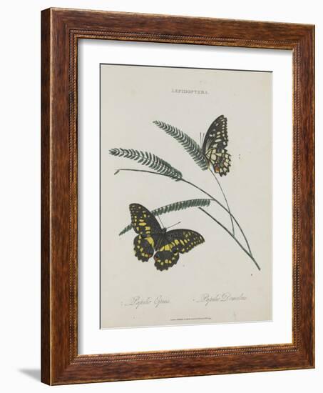 Album Donovan : an epitome of the natural history of insects in China-Edward Donovan-Framed Giclee Print