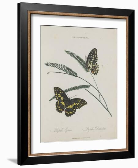 Album Donovan : an epitome of the natural history of insects in China-Edward Donovan-Framed Giclee Print